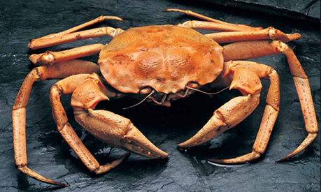 Crustaceos Crustaceos