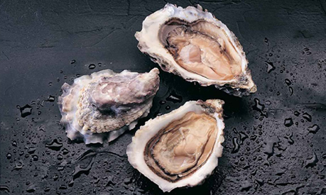 Moluscos Moluscos