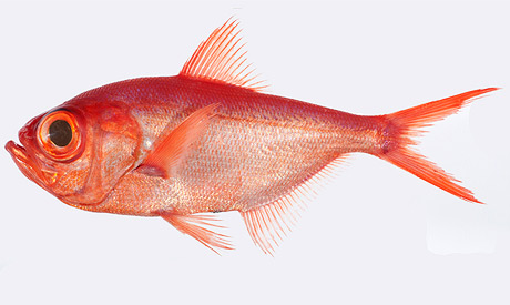 Peces Peces