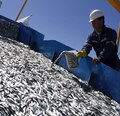 Levantan restricción de captura de sardinas y anchoveta en Décima Región